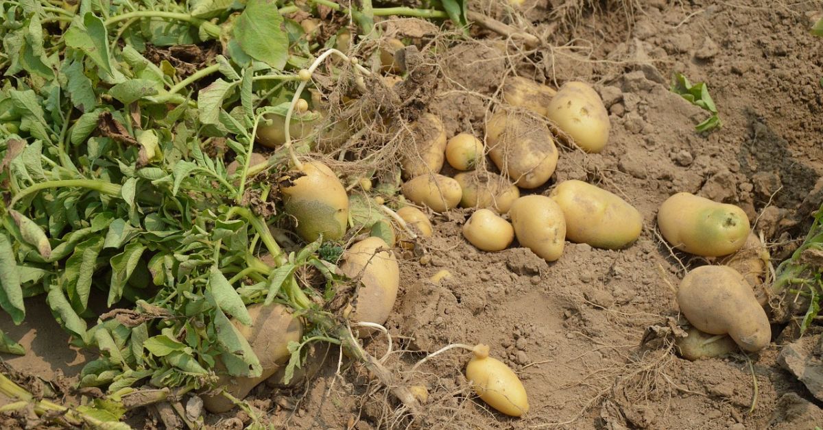 After learning to farm from PRADAN’s team, Rukmani decided to cultivate peas and potatoes.