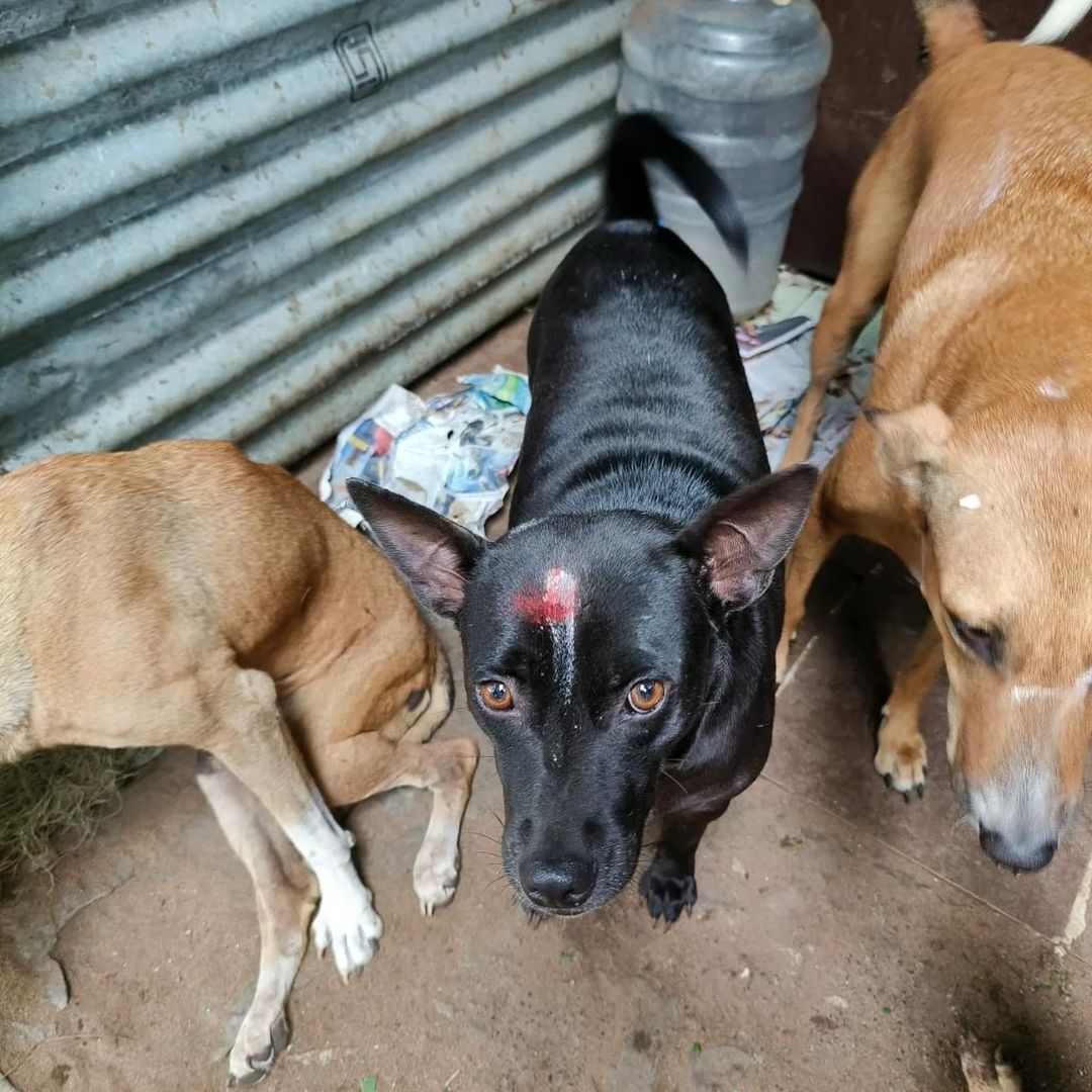 Daaman offers a home for injured and abandoned dogs.