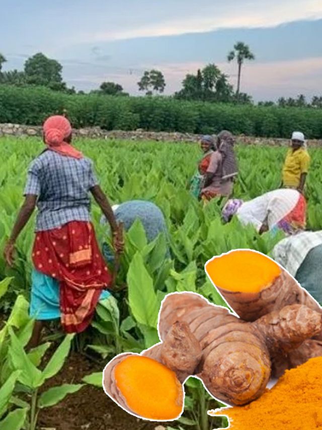 How AI Is Helping Turmeric Farmers In Telangana Reap Big Profits How ai is helping turmeric farmers in telangana reap big profits