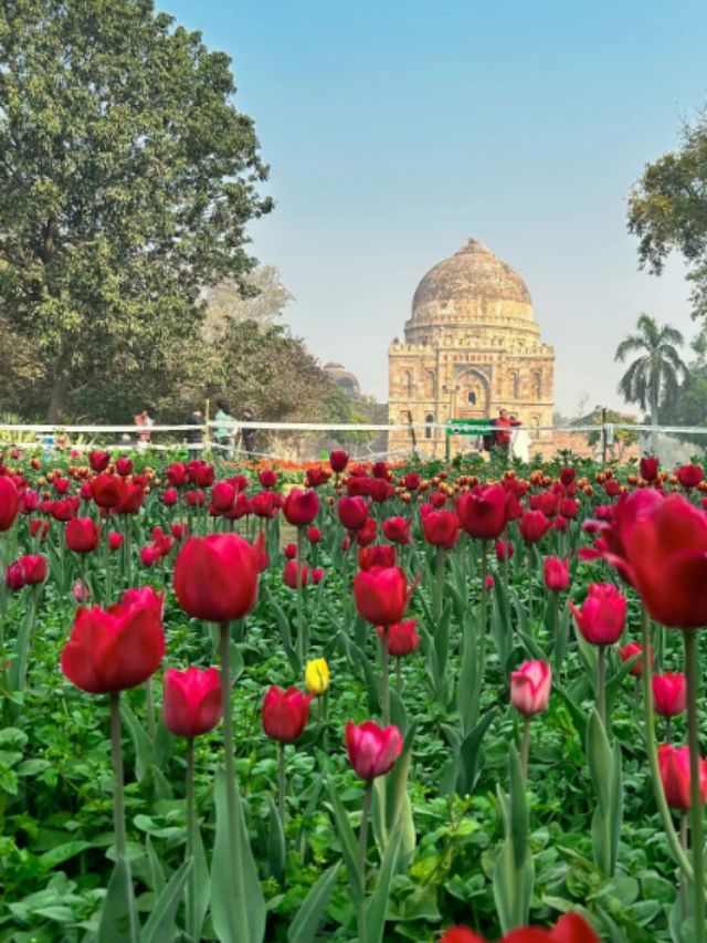 Spring In Delhi Tulip Flower Garden In Delhi
