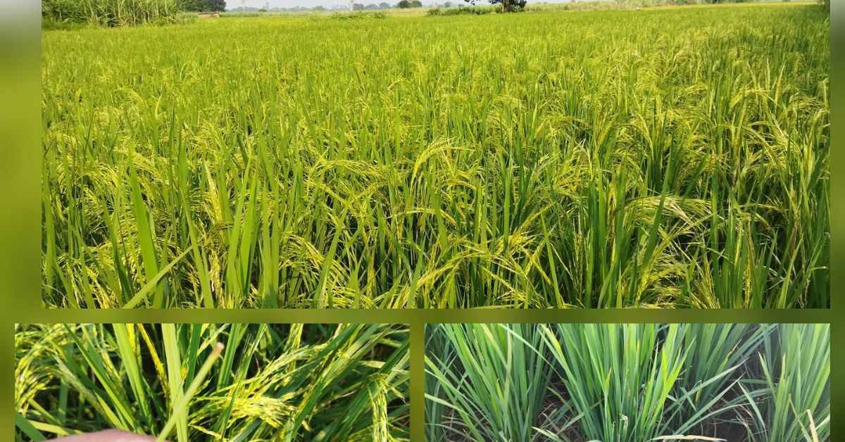 The health of crops has visibly increased after farmers used the Navyakosh fertilisers, 