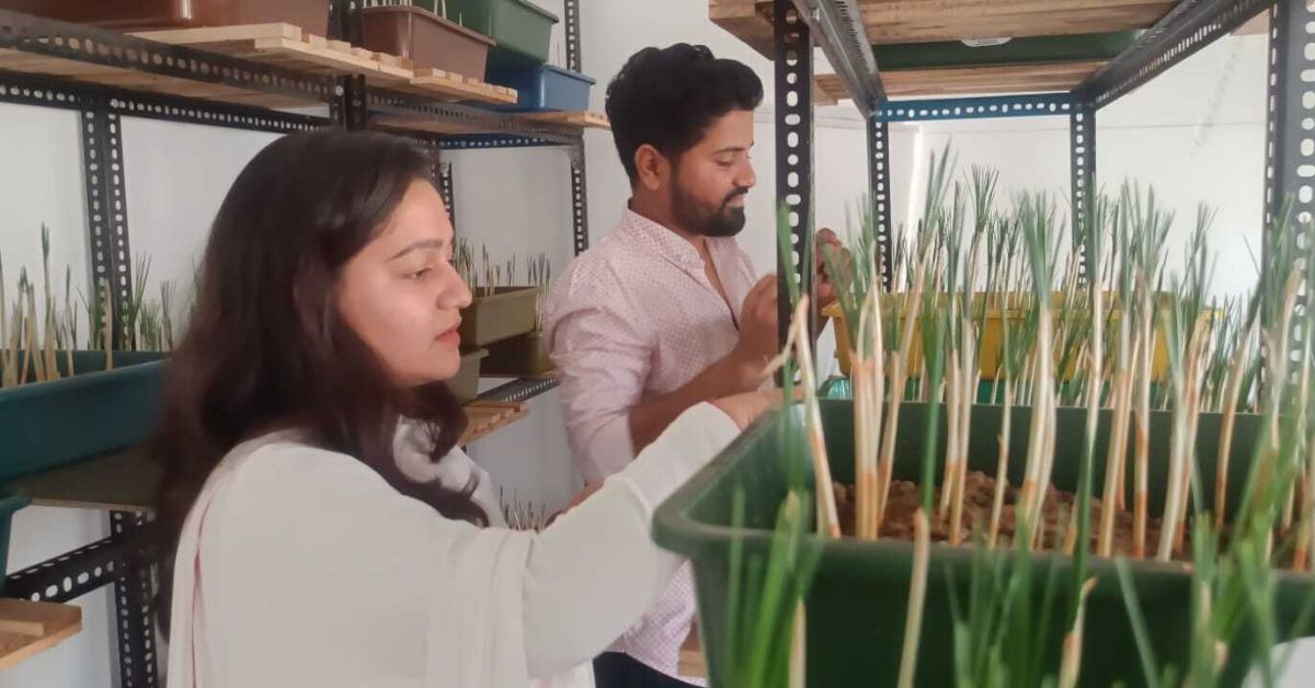 Vaibhav and Aastha Patel have transformed a room in their Vadodara home into a saffron cultivation zone