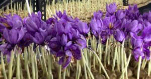How to Grow Saffron in a Tiny Room: Couple Shares Tips on Indoor Farming image