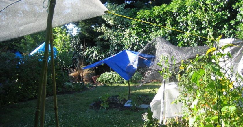You can use old sheets, panels of wood or purchase shade cloth for your garden. 