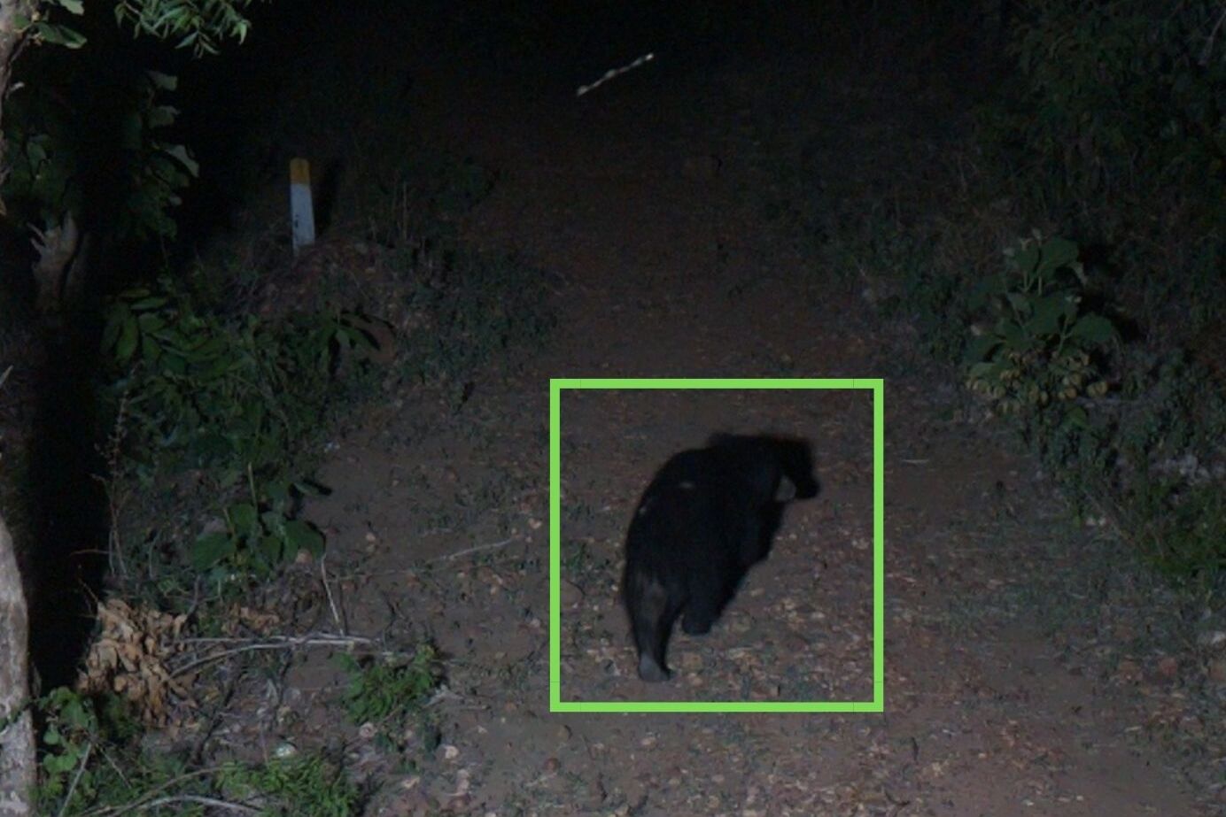 Wildlife Eye spots a bear during the night