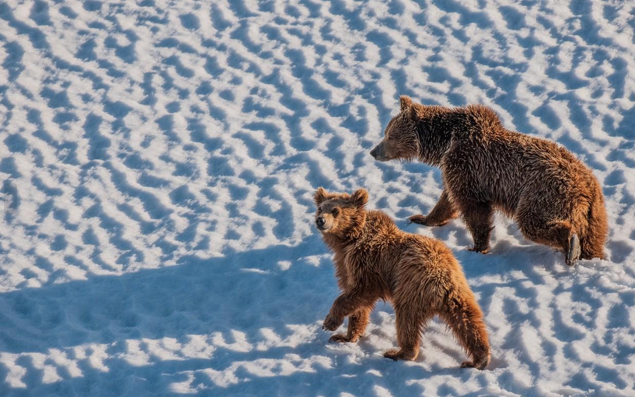 Brown Bear and Snow Leopards in Ladakh taken by a Photographer 