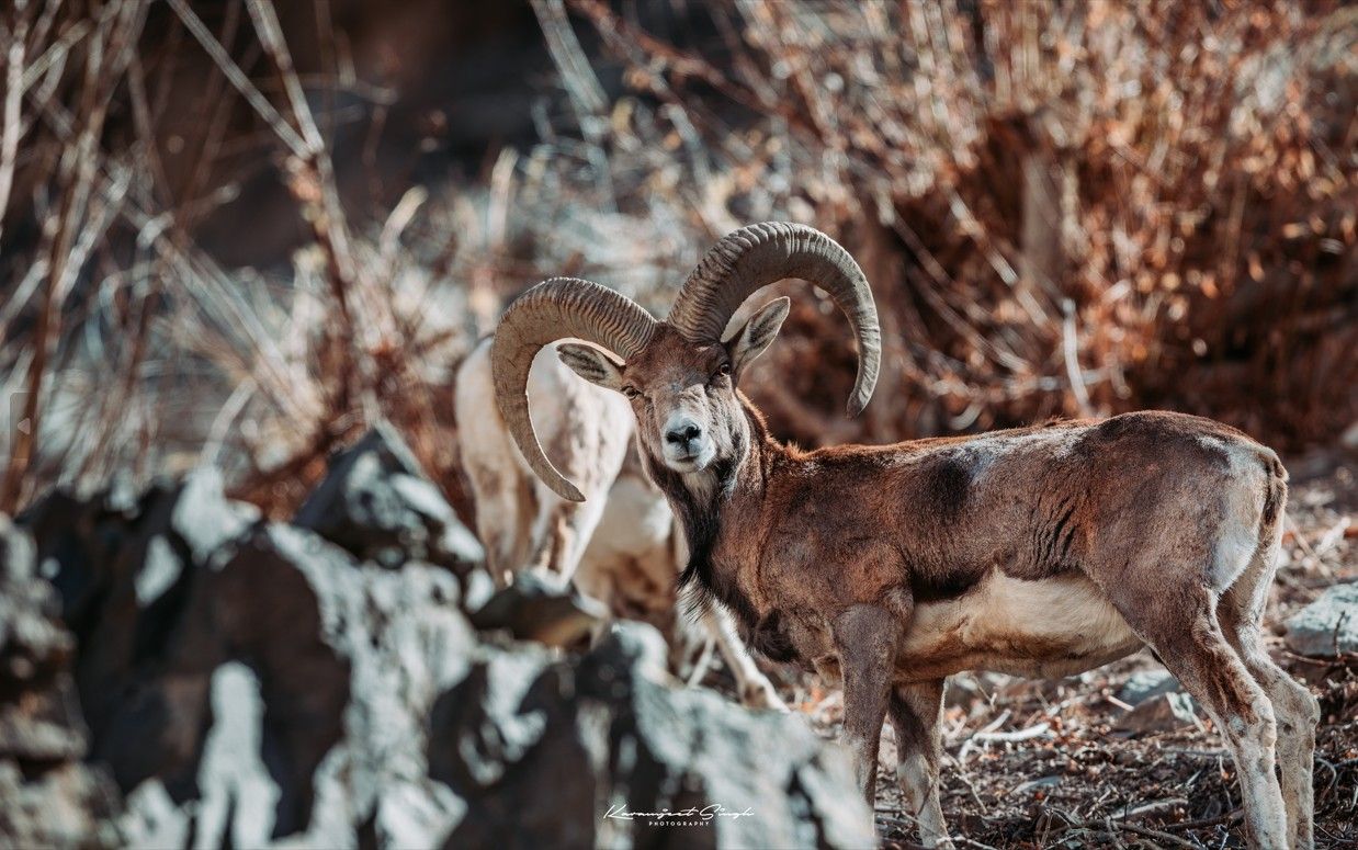 The endangered Urial, also known as Shapo.
