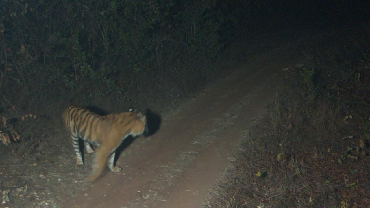 A picture of the tiger ready to hunt, captured by smart AI cameras during the night time got distracted by the hooters