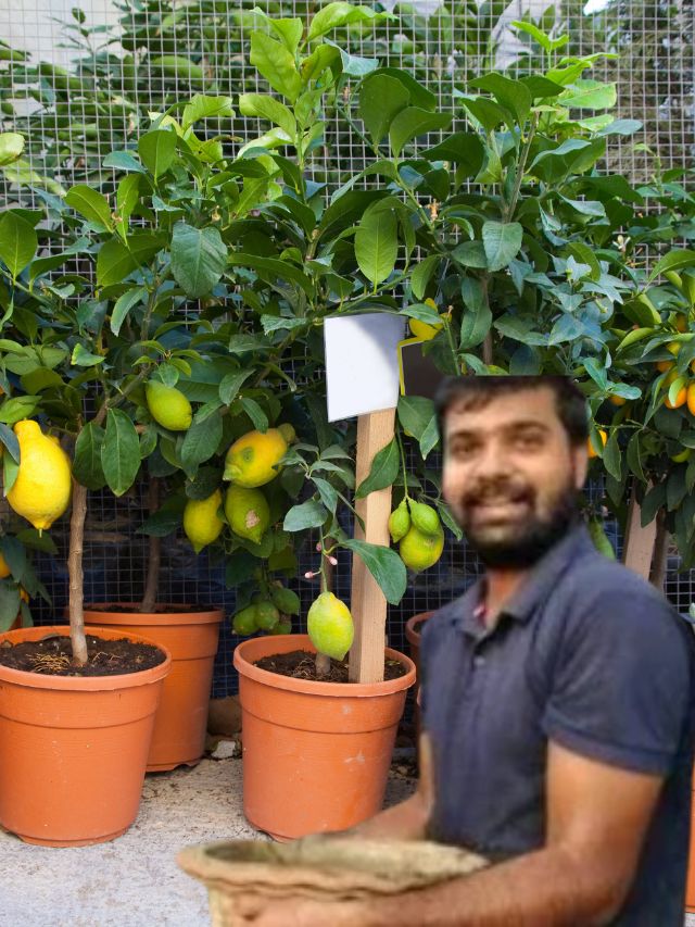 How to Grow Lemons on Your Terrace or Balcony? Urban Gardener Shares Tips for Beginners