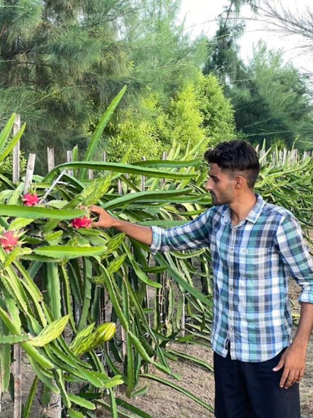 '4 No-Harvest Seasons Didn't Scare Me': Farmer Grows Dragon Fruits To Earn Rs 6 Lakh/Acre