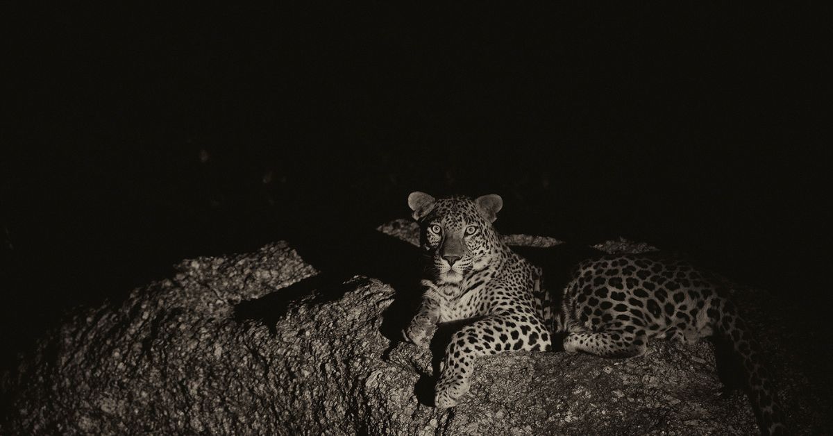 The leopards of Jawai as captured by Shatrunjay Pratap Singh