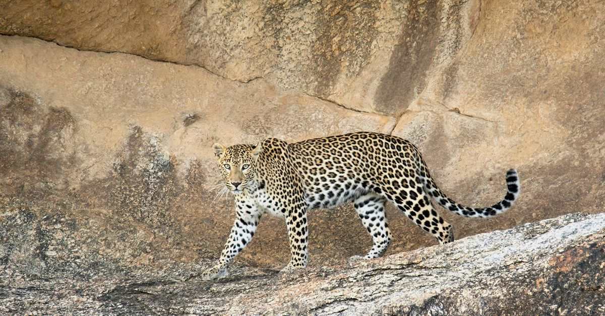 The leopards live in harmony with the people of Jawai and human-animal conflicts have reduced over the years