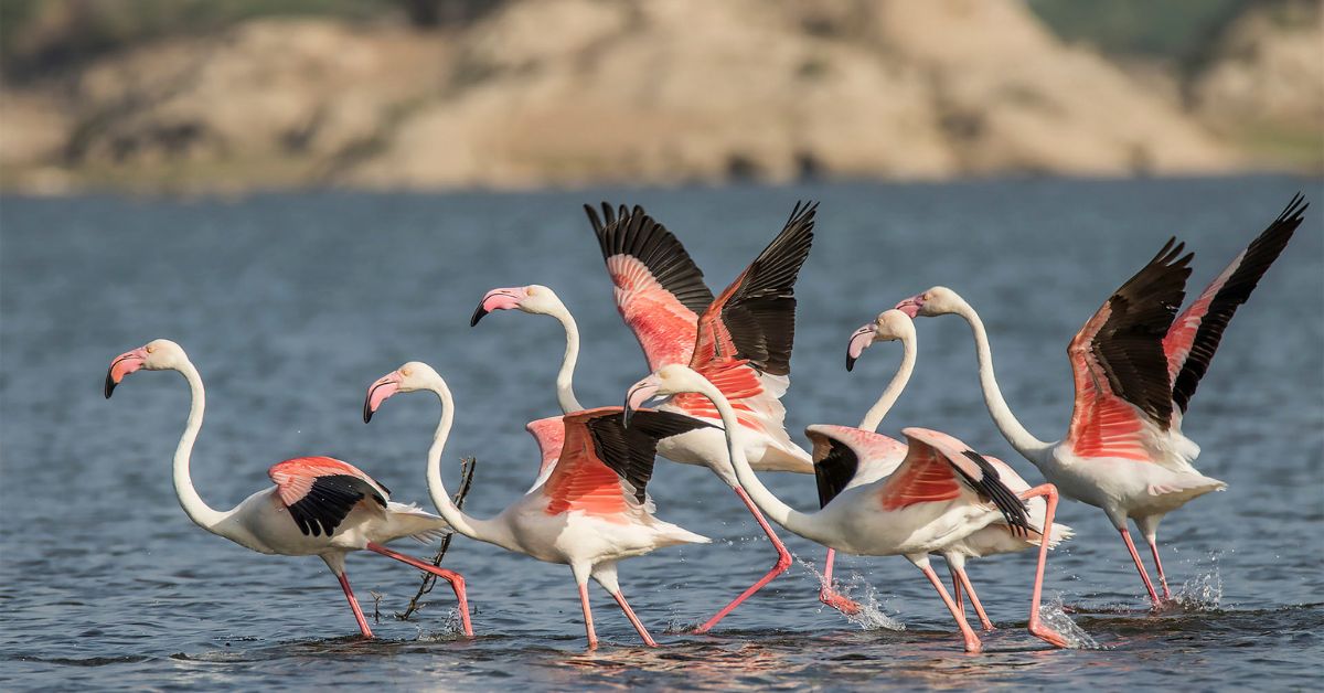 Guests can spot flamingoes among many other migratory birds during the safari in Bera