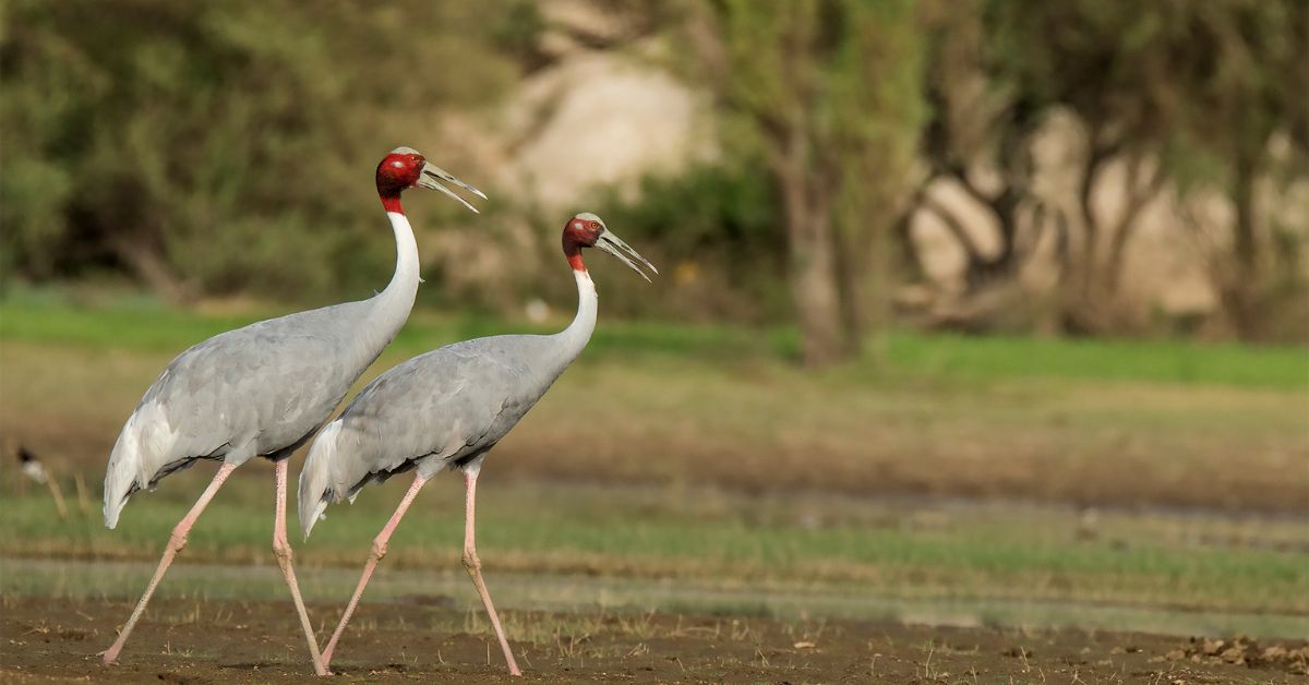 The sarus crane is the tallest flying bird in the world and can be spotted in Bera