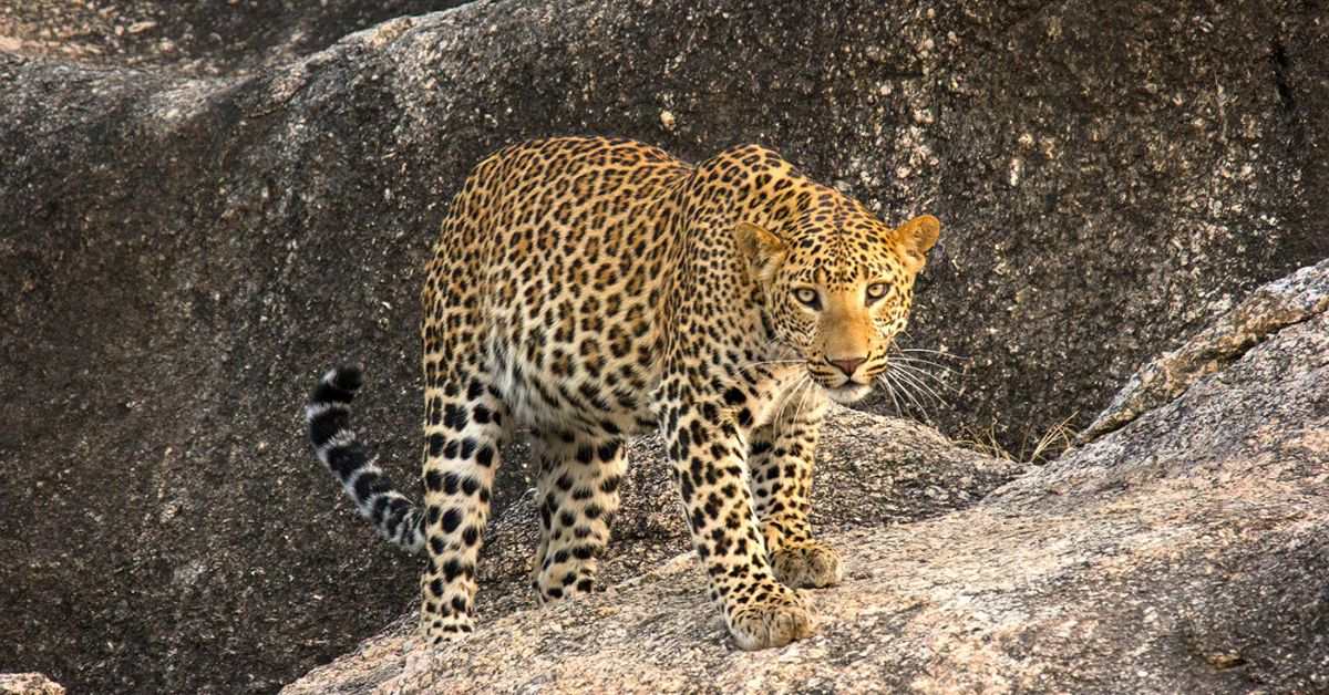 The leopards can be spotted during the safari that is offered at the Bera Safari Lodge