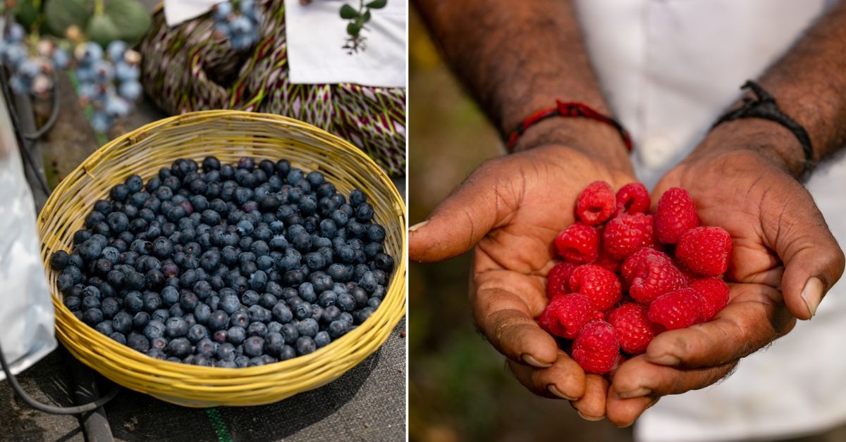Blueberries and raspberries are cultivated largely in the United States, Russia, Mexico, Serbia, and Poland.