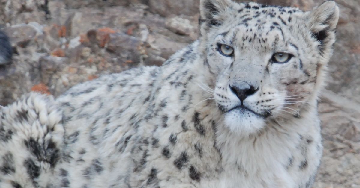 The snow leopard is also known as the 'ghost of the mountains' for its natural camouflage
