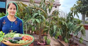 How a Gardener Grows Mango, Chikoo, Orange & 14 Other Fruits In Crates On Her Terrace