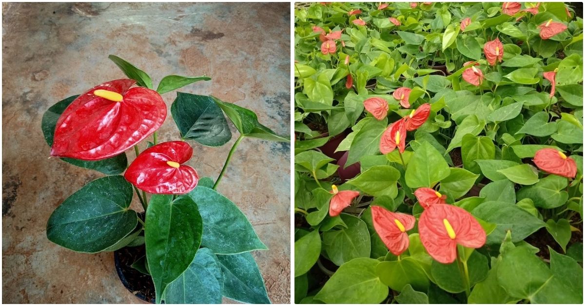 Greens and Blooms is known for it's anthuriums 