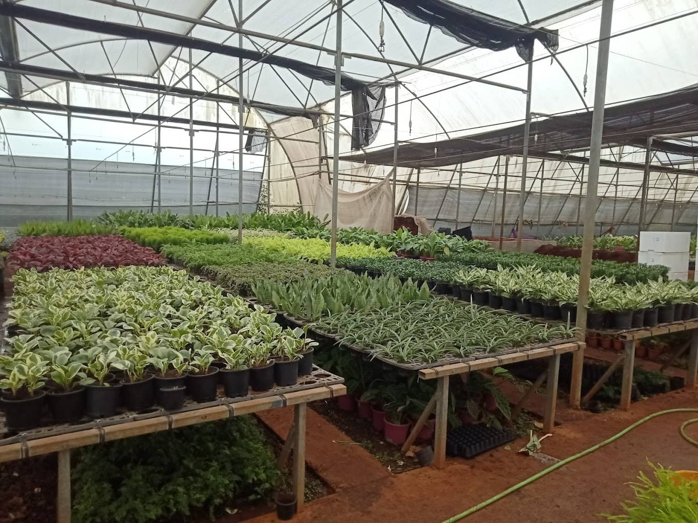 Different types of exotic flowers are grown at Greens and Blooms nursery