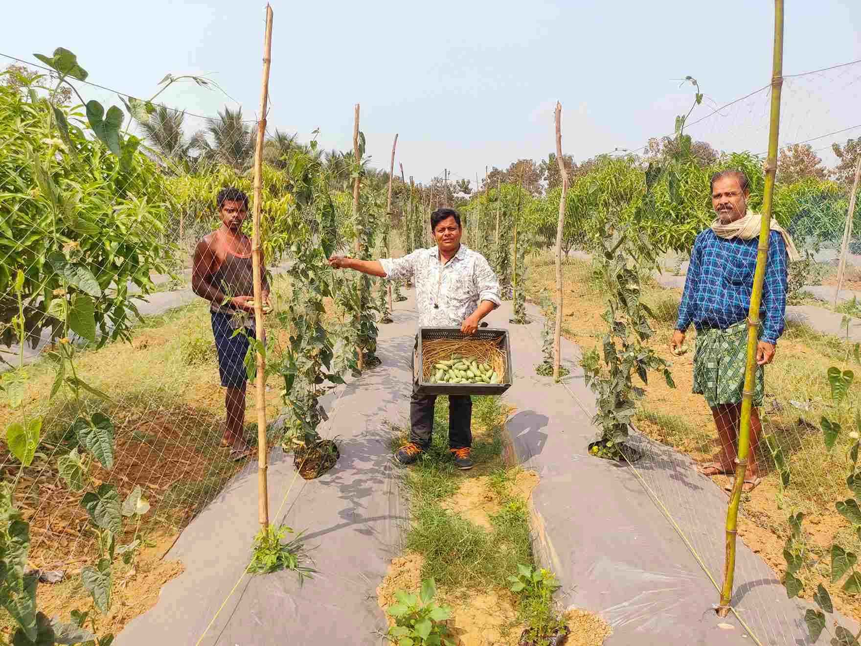 Villa Mart works with farmers across Odisha to bring fresh produce grown on their fields to consumers,
