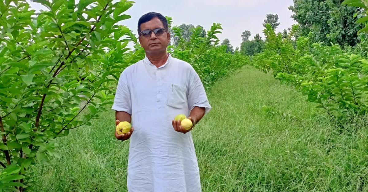 ‘I Took A Risk & Won’: Wheat Farmer Switched to Growing Lemons, Earns Rs 7 Lakhs Per Harvest