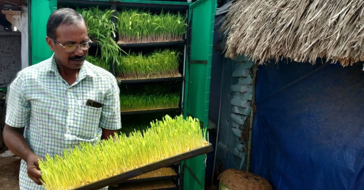 P Saravanan from Tamil Nadu uses hydroponics to grow maize fodder for his cattle.