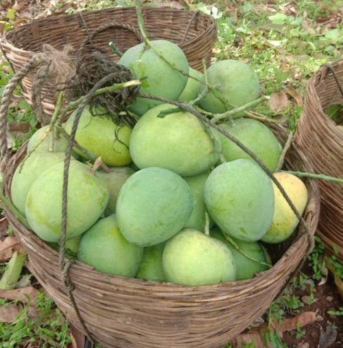 The mangoes grown at Prashant Powle's farm are free from chemical residue and pesticides