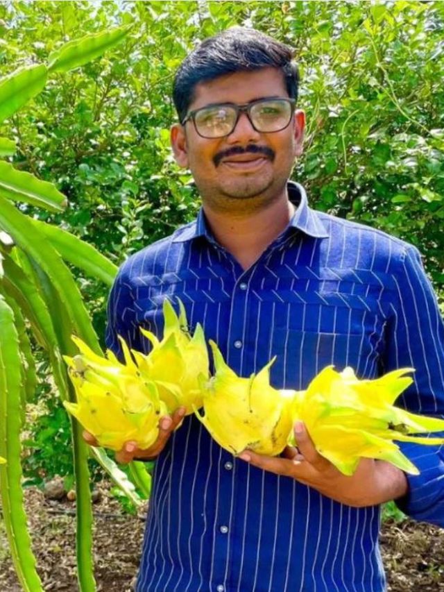 ‘Took 2 Years to Get Results’: Engineer’s Innovative Dragon Fruit Farming Earns Rs 2 Crore