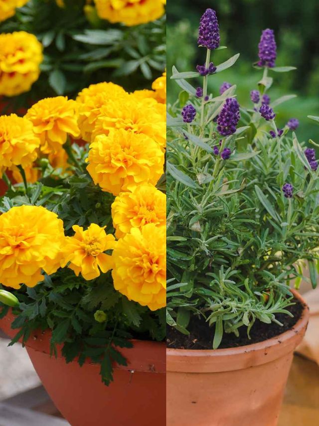 Mosquito Season In India 9 Houseplants That Help Keep Mosquitoes At Bay