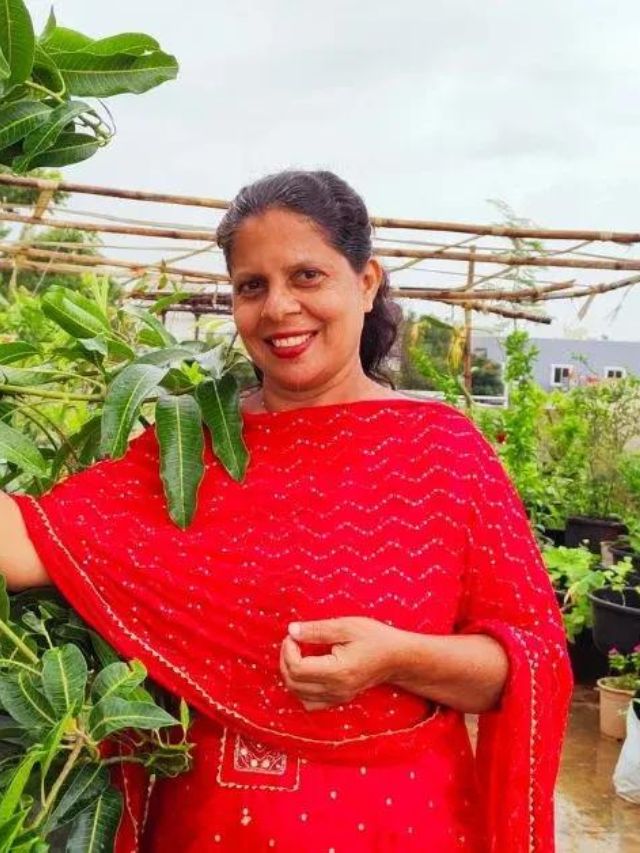 ‘I Grow 5 Varieties Of Mangoes On My Terrace’: Urban Gardener Shares Her Secrets