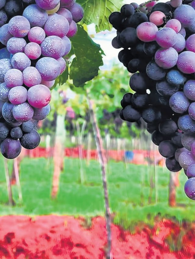 All About Tamil Nadu’s Unique ‘Valley of Grapes’ & Why It Earned The Coveted GI Tag