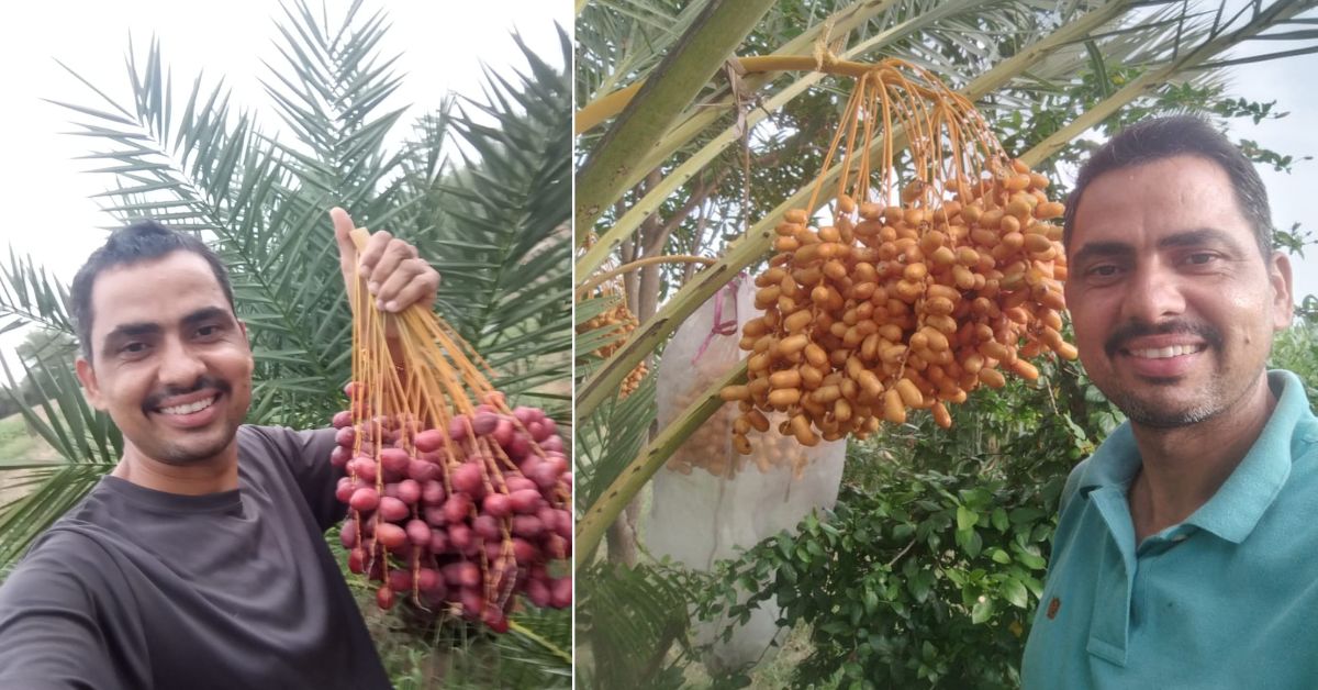Last season, Mukesh harvested five tonnes of organic dates which earned him a huge income of Rs 12 lakh.