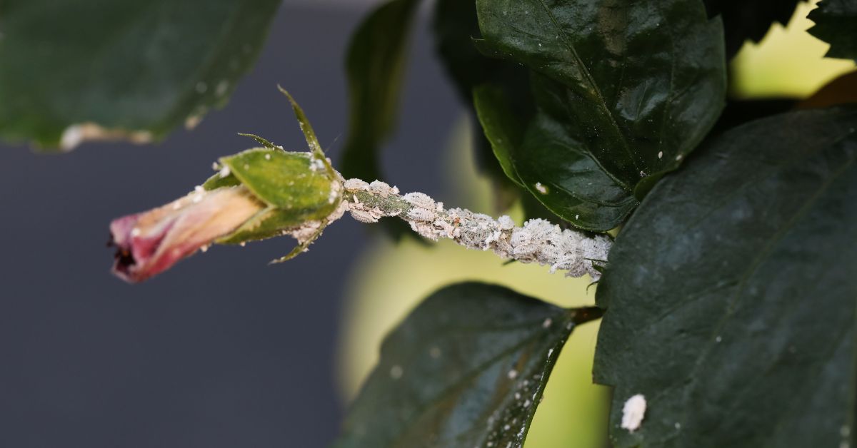 Mealy bugs damage the developing buds, stem, and leaves of the plants.