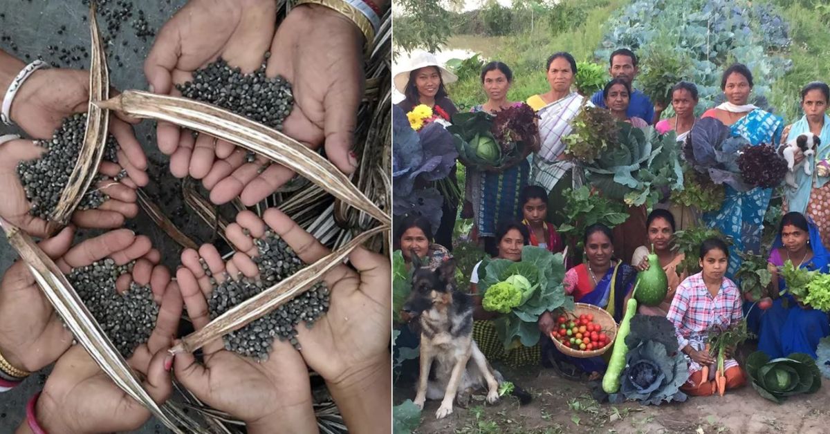 24000 Farmers Are Fighting Climate Crisis By Growing Their Own Seeds, Thanks to One Man