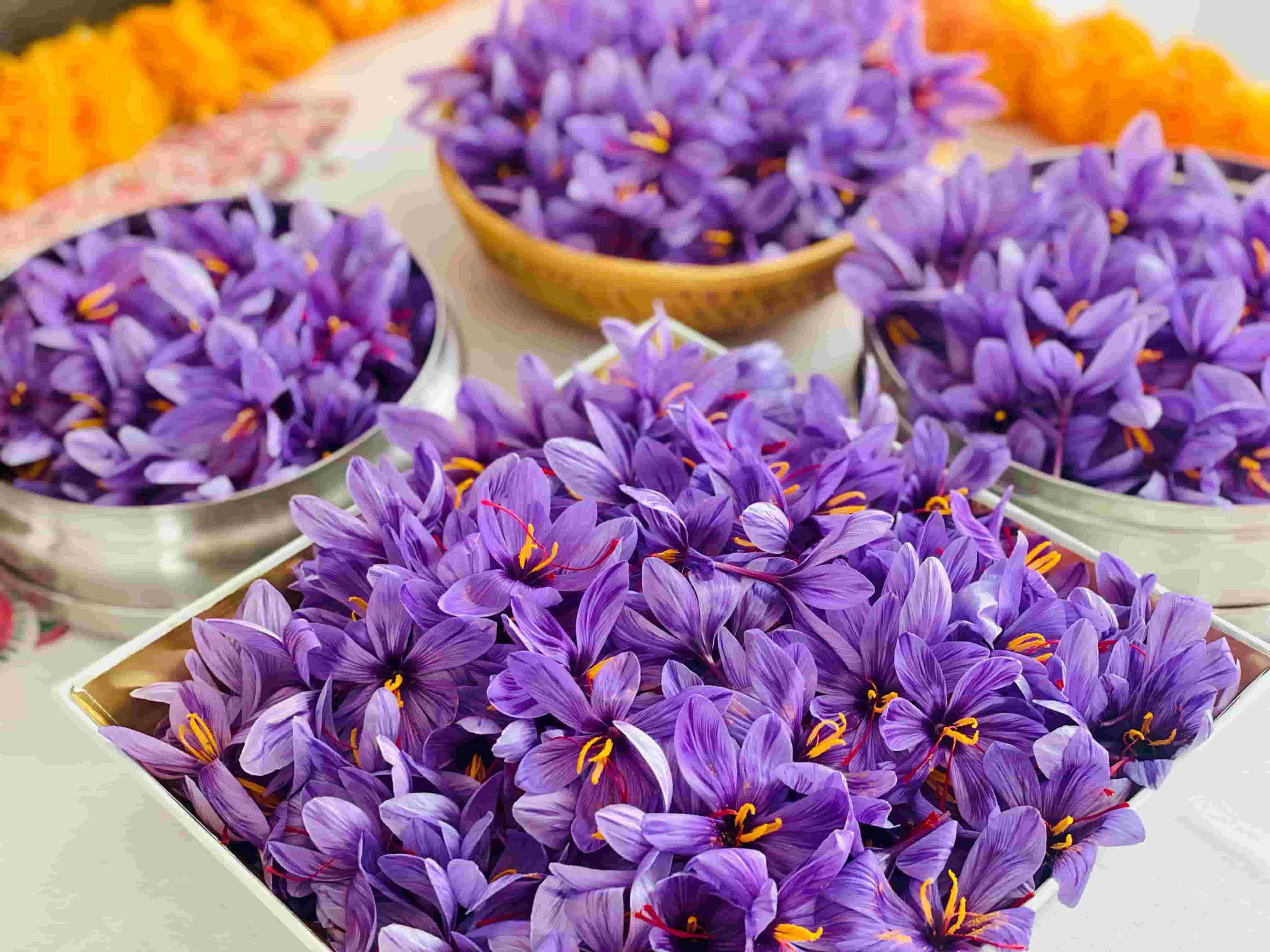 The saffron is grown in a cold room in Mainpuri