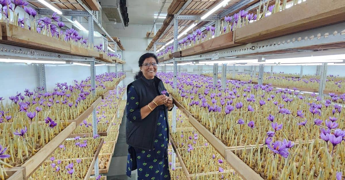 Shubha started growing saffron indoors last year