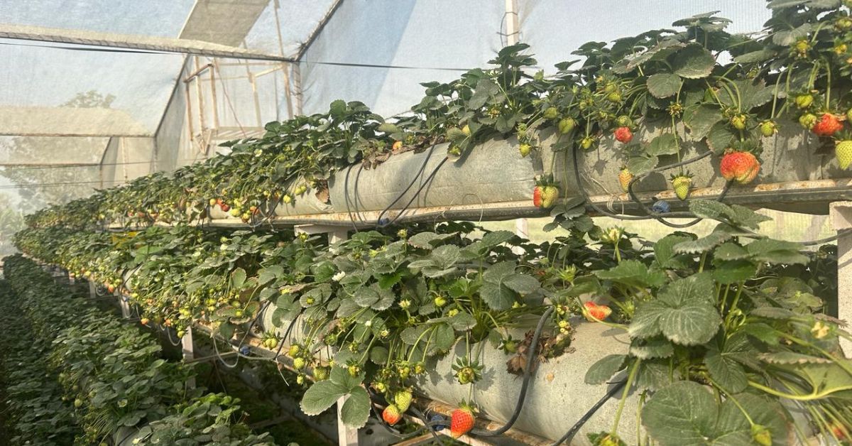  Hydroponic farming is an innovative and efficient way to grow crops without needing soil.