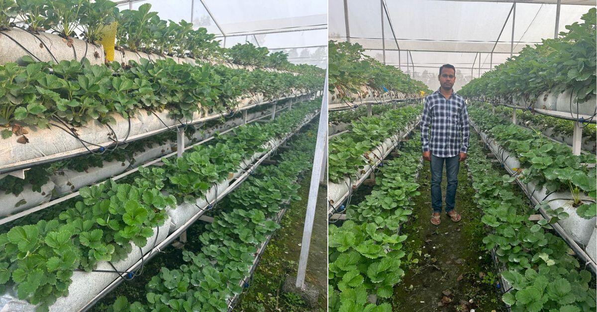 Early this year, Dheeraj made sales of Rs 3 lakh within two months by cultivating strawberries hydroponically.