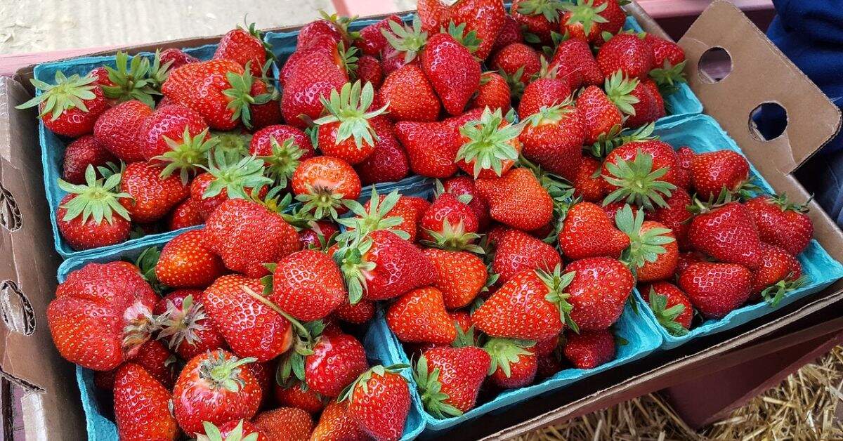 Within two months, Dheeraj was able to harvest 5 tonnes of strawberries.