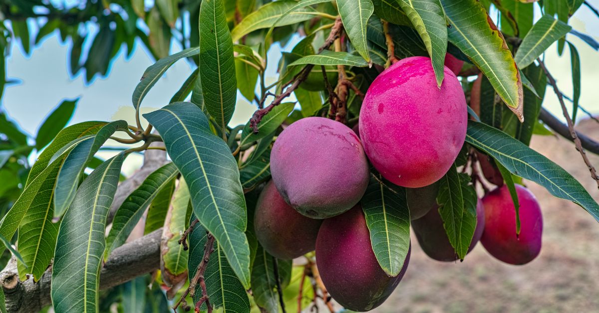 A Mango That Costs Rs 12000 a Piece? The Story Behind India’s Most Expensive Mango Varieties