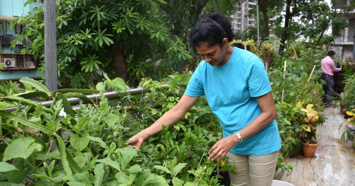 Anupama uses watermelon peels to make a good liquid fertiliser for her plants.