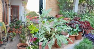 How A Bengaluru Family is Beating the Water Crisis Despite Having a Garden With 350 Plants