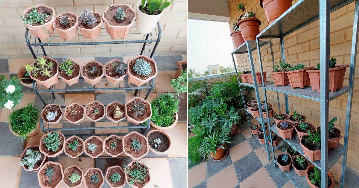 Amid water crisis, Rohit and Suma are able to nurture their flourishing garden with over 350 plants.