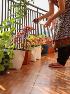 Heatwave In India: 10 Ways to Protect Your Plants This Summer