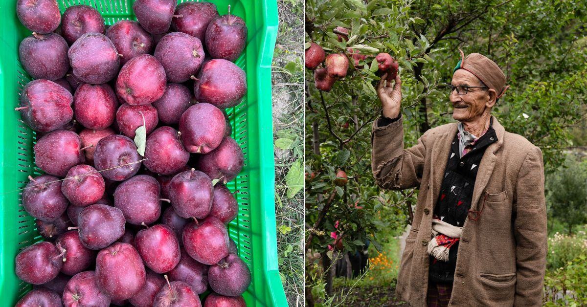 Among the popular varieties grown in Kinnaur, their Royal ‘Black Gold’ apples have a huge demand among buyers.