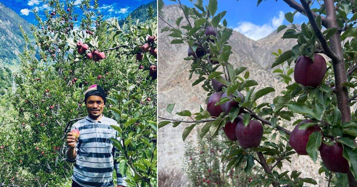 Ashish became a saviour to at least 1,000 small apple farmers of Kinnaur.