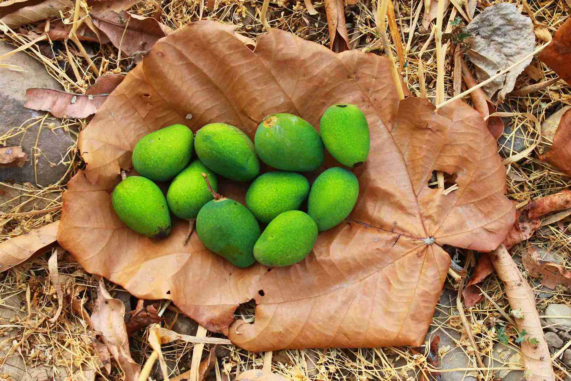 Los mangos crudos cultivados en su finca.