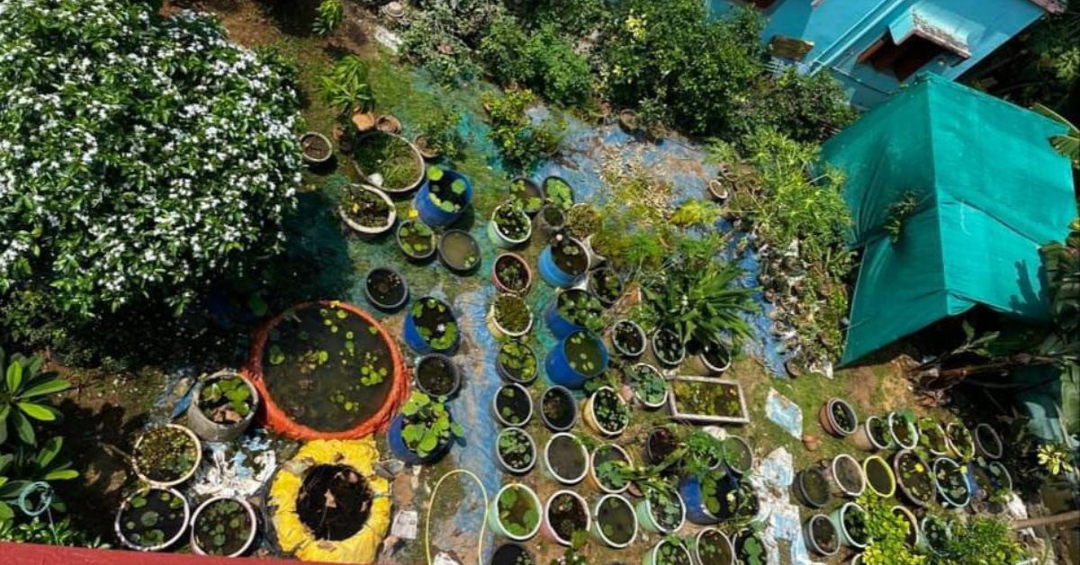   Subrat mantiene un jardín de 400 plantas que comprende 100 variedades de nenúfares y lotos. 