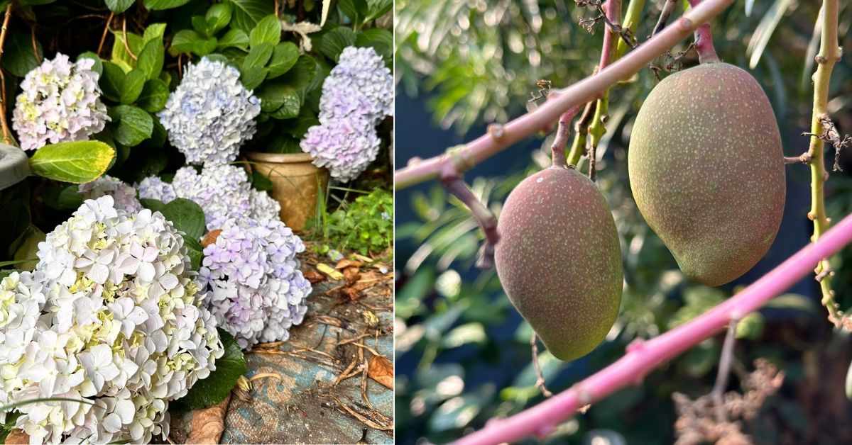 Subrat cultiva plantas raras como hortensias y los mangos Miyazaki más costosos del mundo.